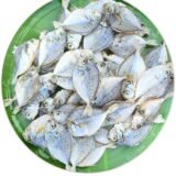 Silver Belly | Kaaral-Small | காரல்