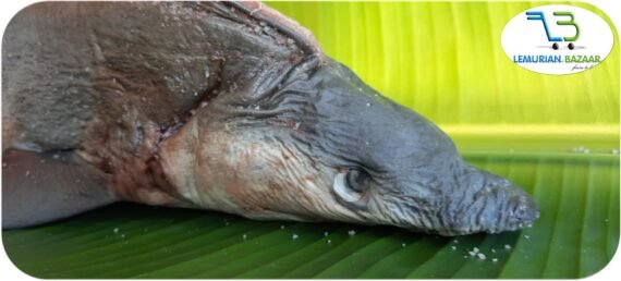 Milk Shark | பால் சுறா