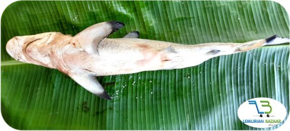 Milk Shark | பால் சுறா