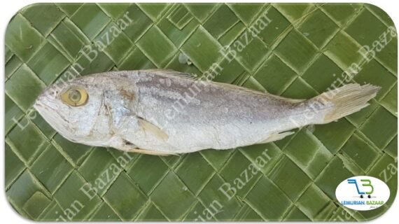 Croaker | Cod Fish | Panna | பண்ணா-Medium