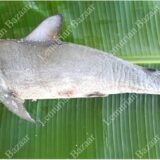 Milk Shark | பால் சுறா