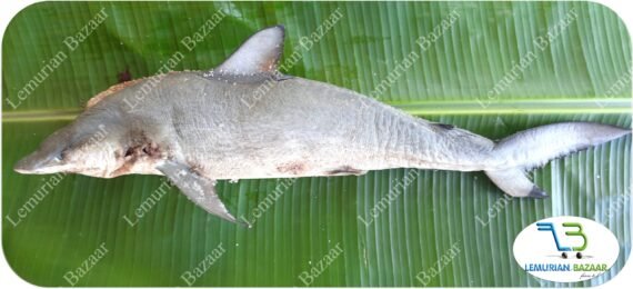 Milk Shark | பால் சுறா