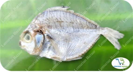 Silver Belly | Kaaral-Small | காரல்