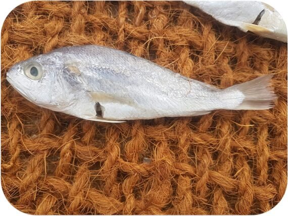Croaker | Cod Fish | Panna | பண்ணா-Medium