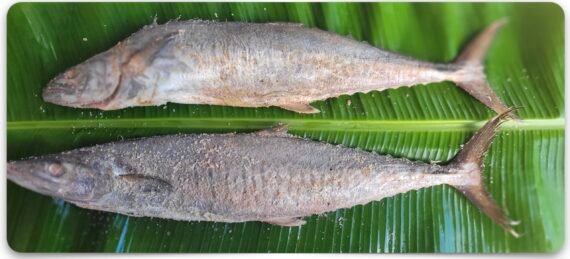 King Fish/Sheer Fish/Sheela/Neimeen/Vanjaram/வஞ்சரம்-Medium