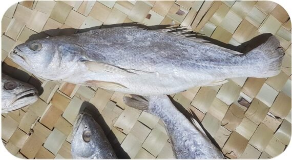 Croaker | Cod Fish | Panna | பண்ணா-Big