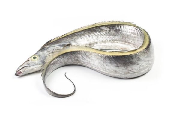 White Ribbon Fish | SaaVaalai | சாவாலை