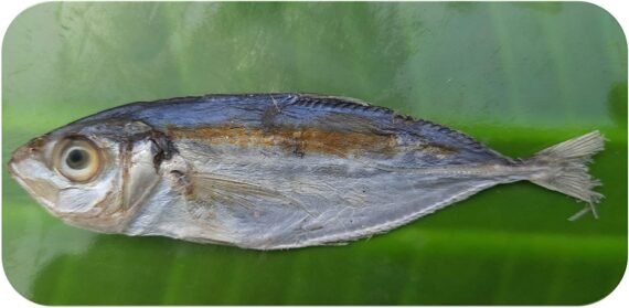Suvaa Paarai/Leather Skin Fish-Small | சூவா பாறை