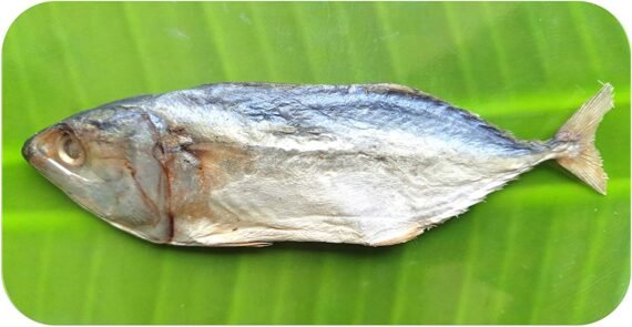 Mackeral | Kumula | Ayulai |அயிலை | குமுலா