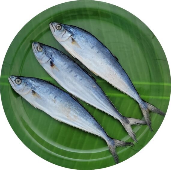 Queen Fish | Leather Skin Fish | Kattaa | Thol Paarai | பாரை-Medium