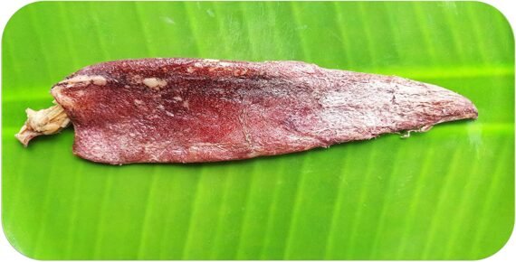 Squid | Cuttle |கனவா