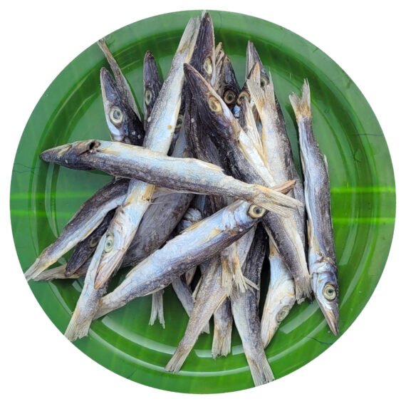 Barcuda | Ooli | ஊழி